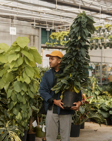 Earth Day - Large Specimen Plant Sale