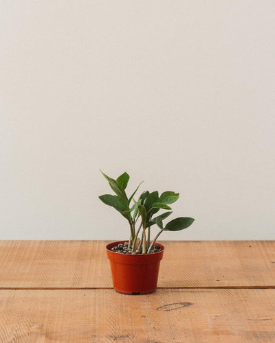 Zamioculcas Zamiifolia, "ZZ Plant"