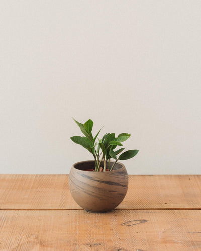 Zamioculcas Zamiifolia, "ZZ Plant"