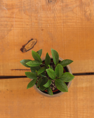 Zamioculcas Zamiifolia, "ZZ Plant"