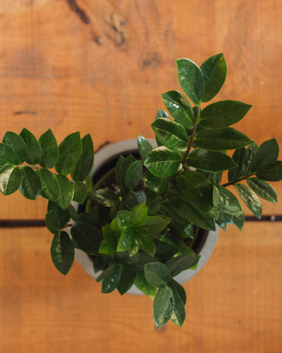 Zamioculcas Zamiifolia, "ZZ Plant"