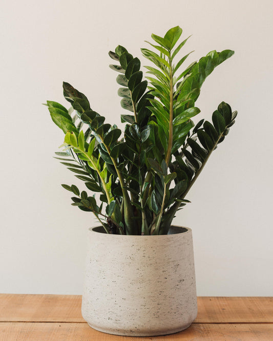Zamioculcas Zamiifolia, "ZZ Plant"
