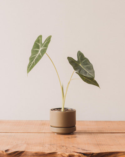 Round Two Pot, Olive