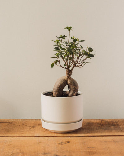 Round Two Pot, White