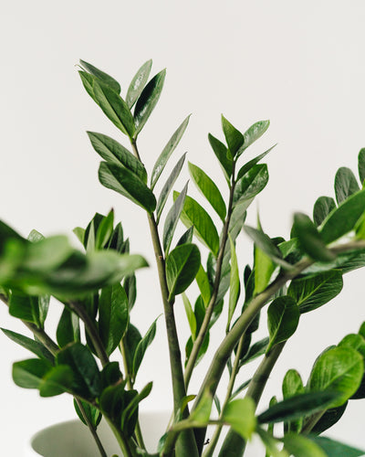 Zamioculcas Zamiifolia, "ZZ Plant"
