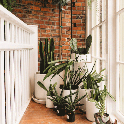 Cactus Shop, March 20 - 27