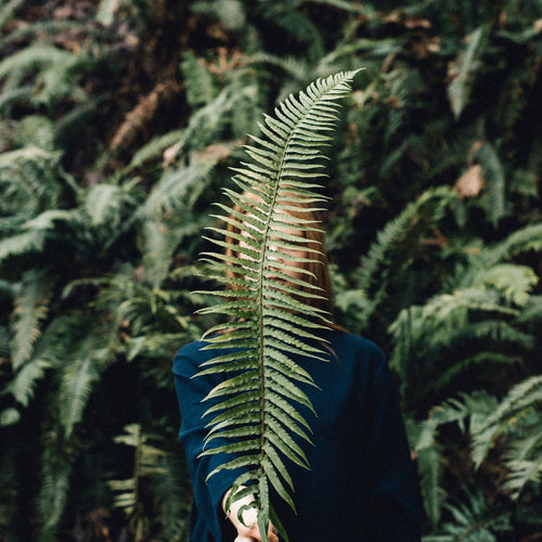 FW16 - The Fern