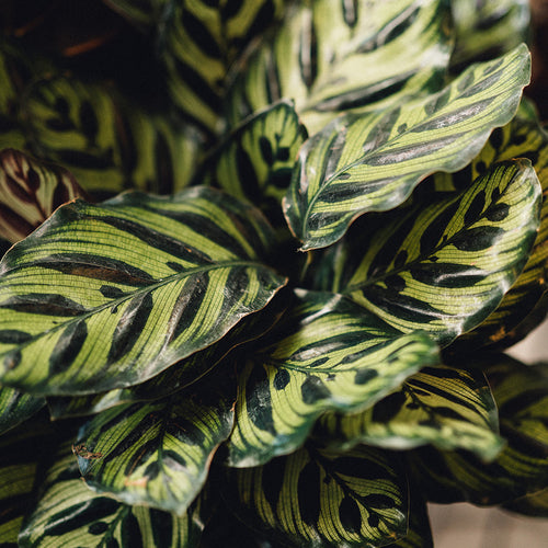 Winter Plant Sale, January 19-20