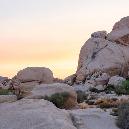 SS15 - Silence of the Desert, Joshua Tree
