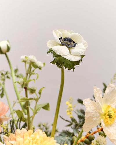 *Preorder* Lumière Floral Arrangement