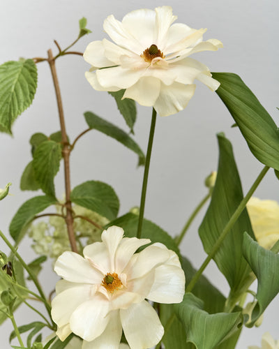 *Preorder* Alba Floral Arrangement
