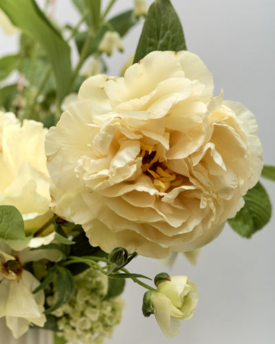 *Preorder* Alba Floral Arrangement