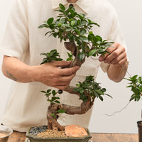 Intermediate Bonsai Workshop