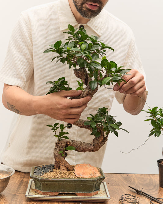 Intermediate Bonsai Workshop