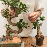 Intermediate Bonsai Workshop