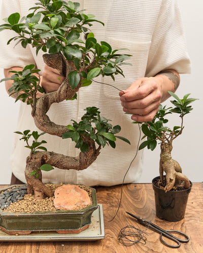 Intermediate Bonsai Workshop