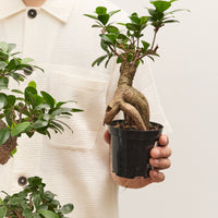 Intermediate Bonsai Workshop
