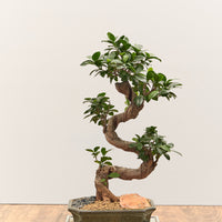 Intermediate Bonsai Workshop