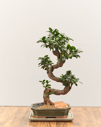 Intermediate Bonsai Workshop