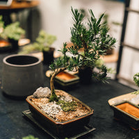 Intermediate Bonsai Workshop