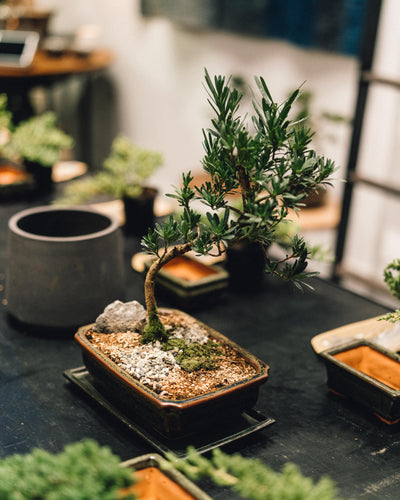 Intermediate Bonsai Workshop