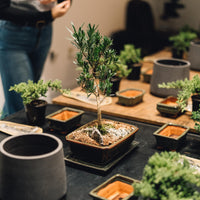 Intro to Bonsai Workshop