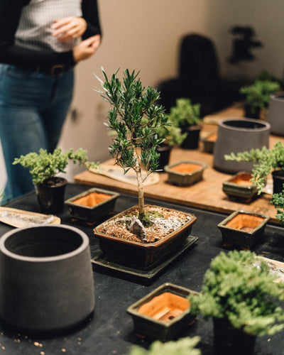 Intro to Bonsai Workshop
