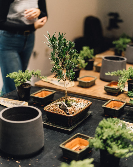 Intro to Bonsai Workshop