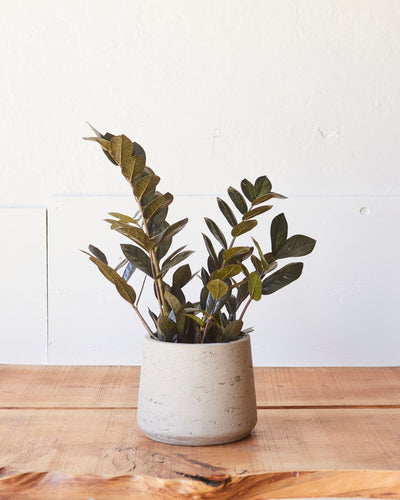 Zamioculcas 'Raven', ZZ Plant