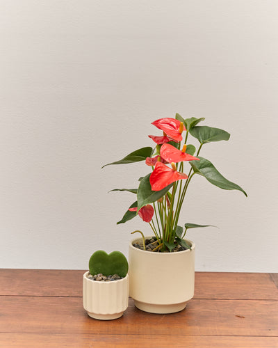 *Preorder* Coeur Gift Set, Plant Combo