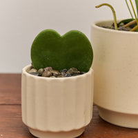 *Preorder* Coeur Gift Set, Plant Combo