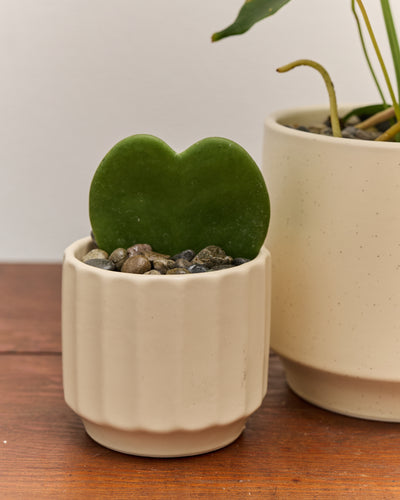 *Preorder* Coeur Gift Set, Plant Combo