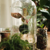 Floating Kokedama Workshop