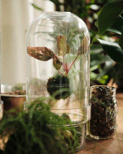 Floating Kokedama Workshop