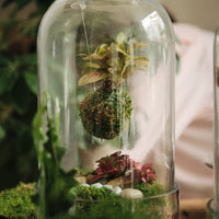 Floating Kokedama Workshop