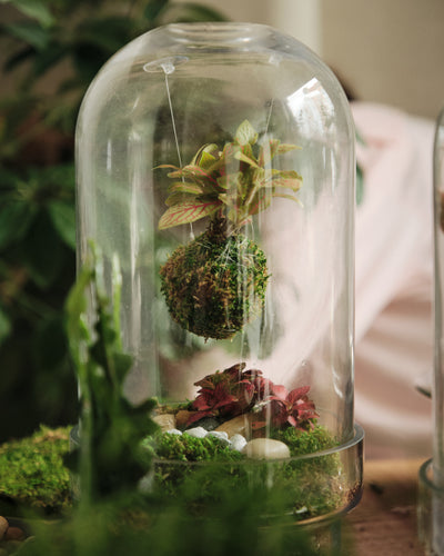 Floating Kokedama Workshop