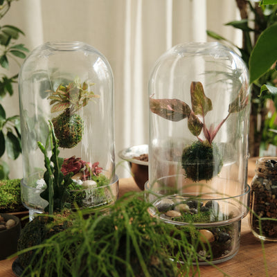 Floating Kokedama Workshop