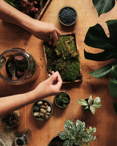 Terrarium Workshop, Bioactive Closed Ecosystem