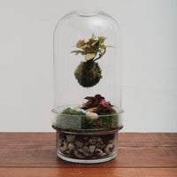 Floating Kokedama Workshop