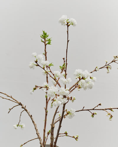 *Preorder* Cherry Blossom Branches, White