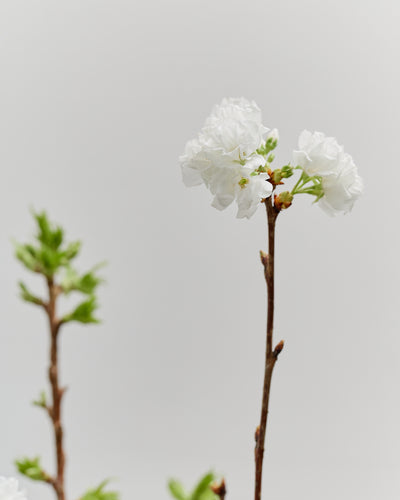 *Preorder* Cherry Blossom Branches, White