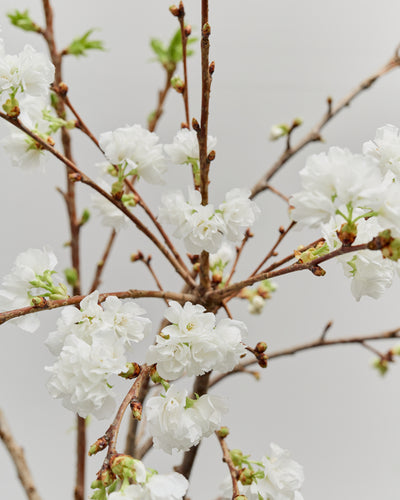 *Preorder* Cherry Blossom Branches, White