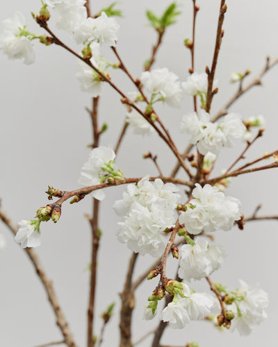 *Preorder* Cherry Blossom Branches, White