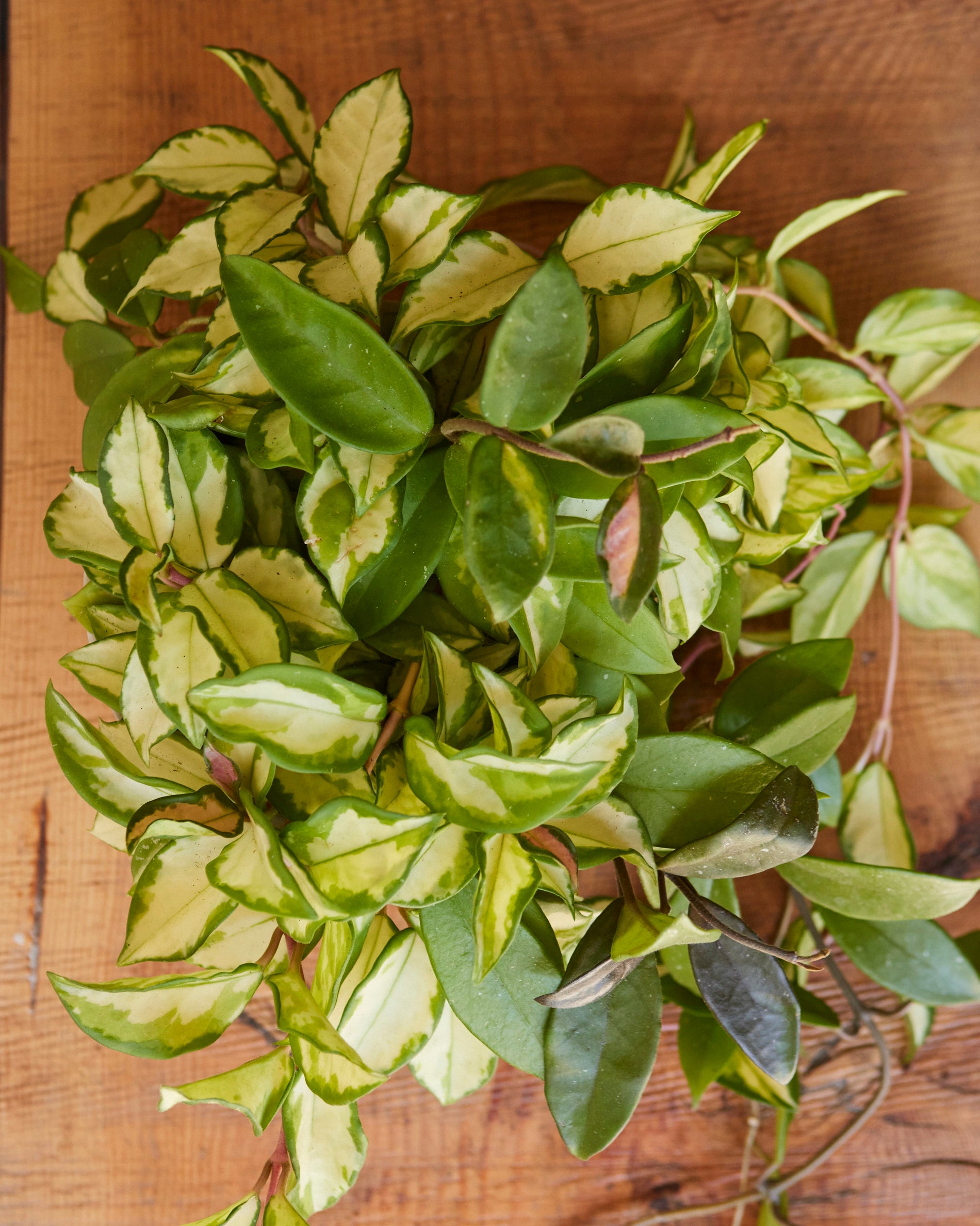 Hoya Carnosa Tricolor – Glasswing