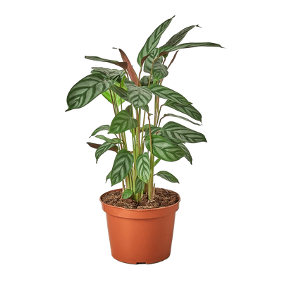 Calathea Setosa