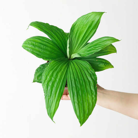 Carludovica palmata, ‘Panama Hat Palm’