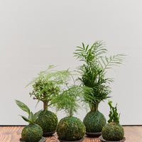 Norfolk Island Pine Kokedama 苔玉