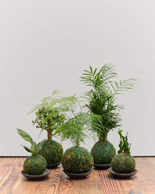 Norfolk Island Pine Kokedama 苔玉