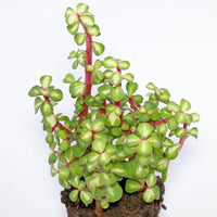 Portulacaria afra, "Elephant Bush"