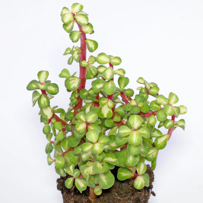 Portulacaria afra, "Elephant Bush"